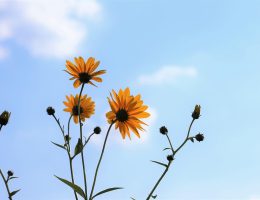 Homéopathie : L'arnica montana pour l'hypertension