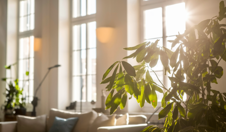 Lumière naturelle dans l'habitat: effets bénéfiques sur l'humeur et la vitalité